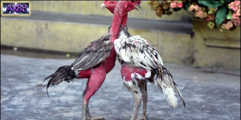 Ý nghĩa văn hóa của Đá Gà Đòn trong đời sống người Việt