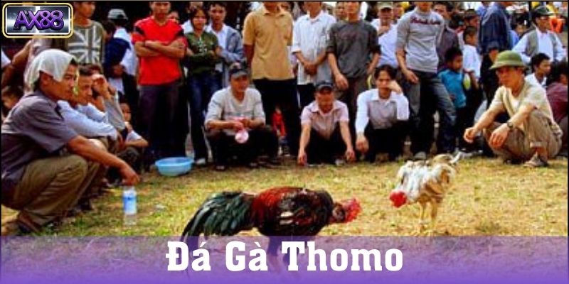 Cách chọn và huấn luyện gà thomo hiệu quả