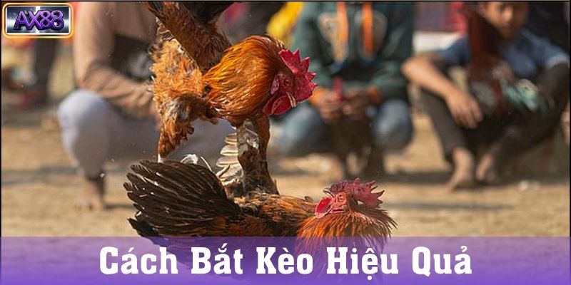 Lợi ích khi tham gia đá gà thomo