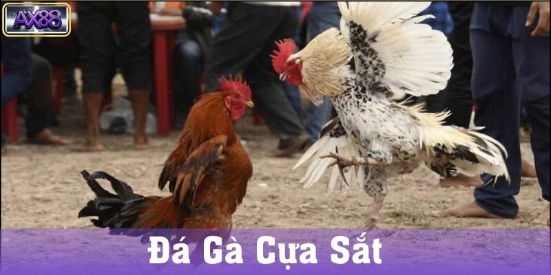 Nguồn gốc và lịch sử đá gà cựa sắt