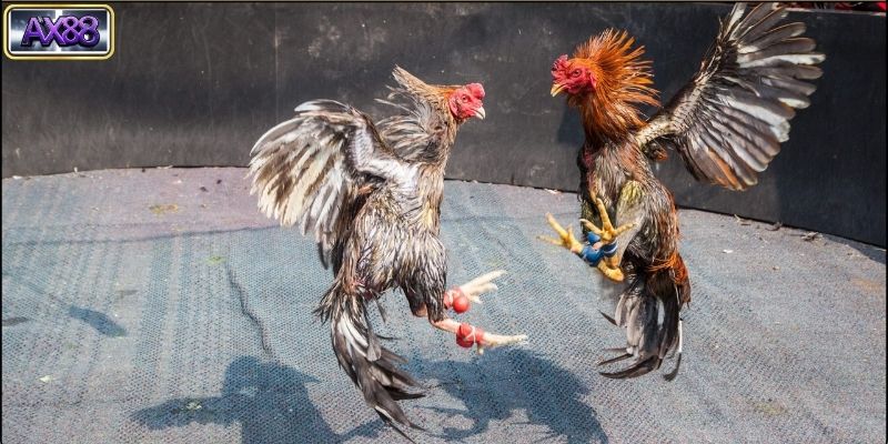 Giá trị văn hóa của đá gà cựa sắt