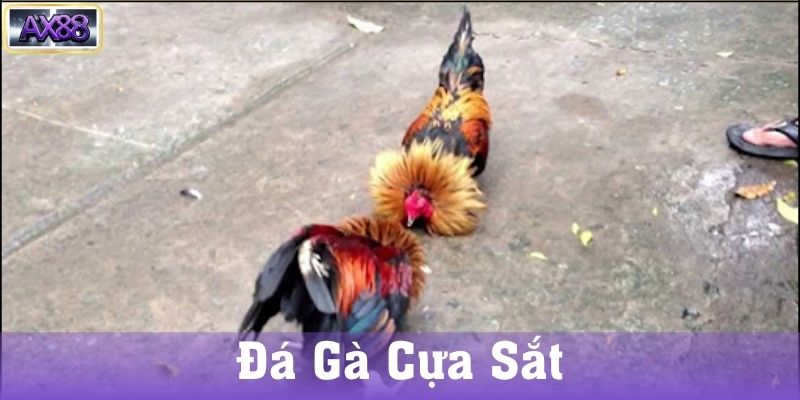 Kỹ thuật đá gà cựa sắt hiệu quả