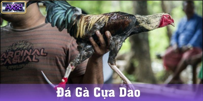 Đá gà cựa dao là gì?
