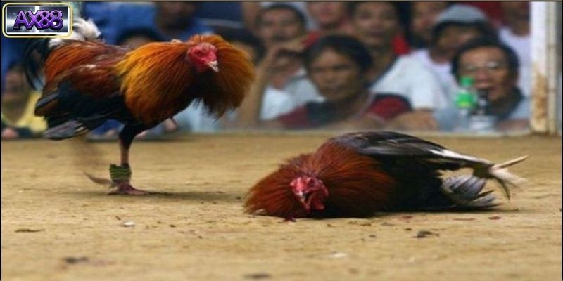 Quy trình chuẩn bị cựa dao cho gà đá