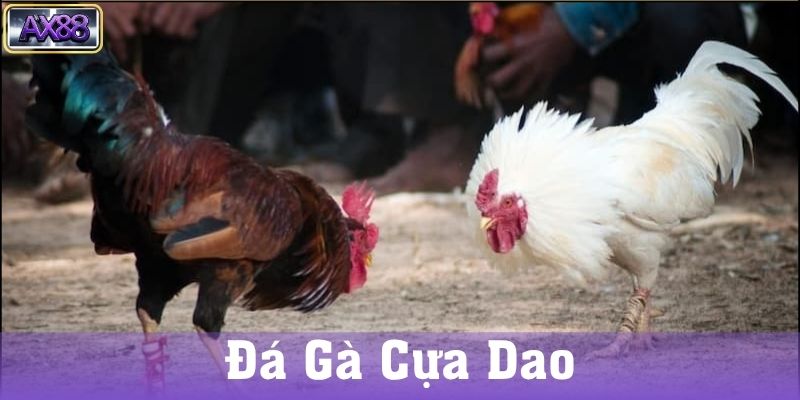 Đá gà cựa dao trong đời sống hiện đại